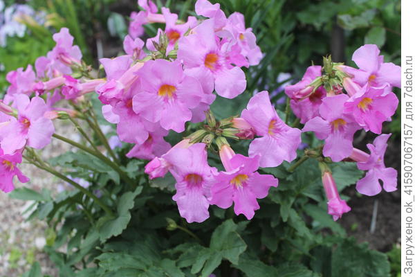 Инкарвиллея Делавея в начале цветения.