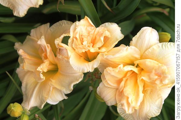 Самый первый,всех одарила им.