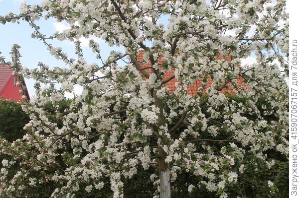 Как на такую красоту ледяной дождь?