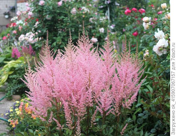 Чудо пушистое