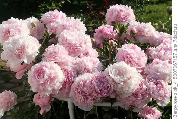 Сара Бернар