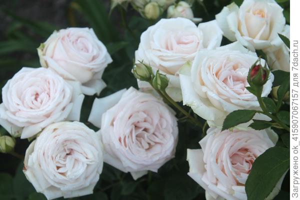 Мадам Анизетт.