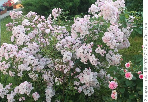 Хевенли пинк