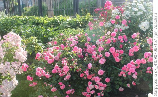 Les Quatre Saisons. Пинк Свани