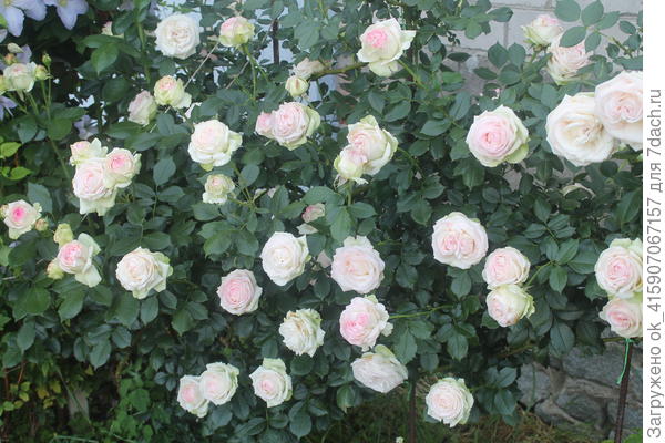 Пьер де ронсар