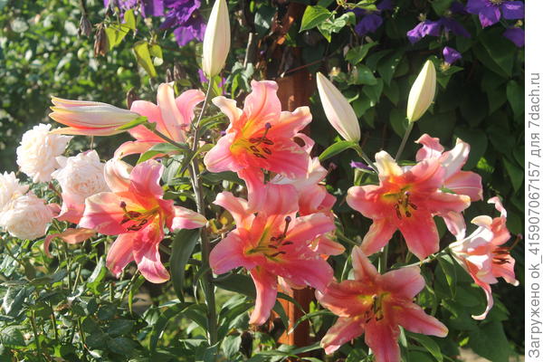 Вирус. Штрихи на цветах