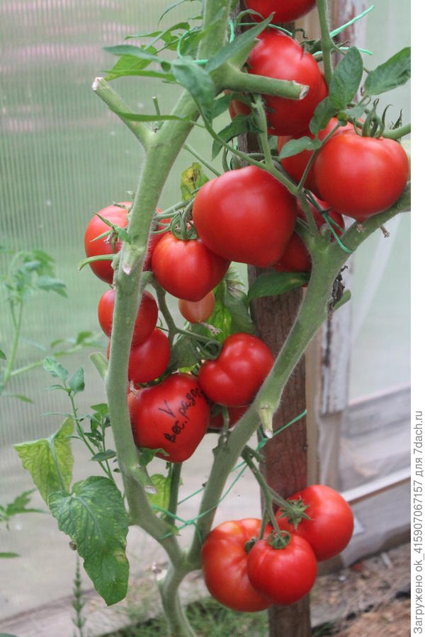 Весенняя радость