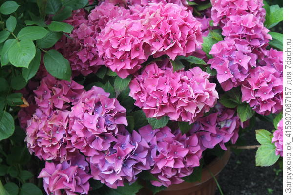 При покупке была почти синяя.