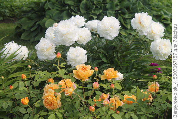 Саженец был Голден Селебрейшн. Одинаковы?