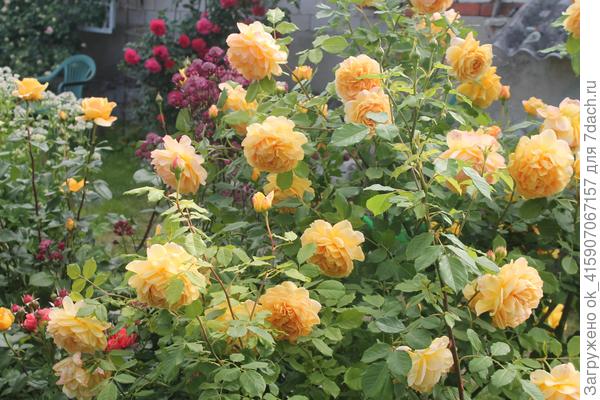 Томас или Голден