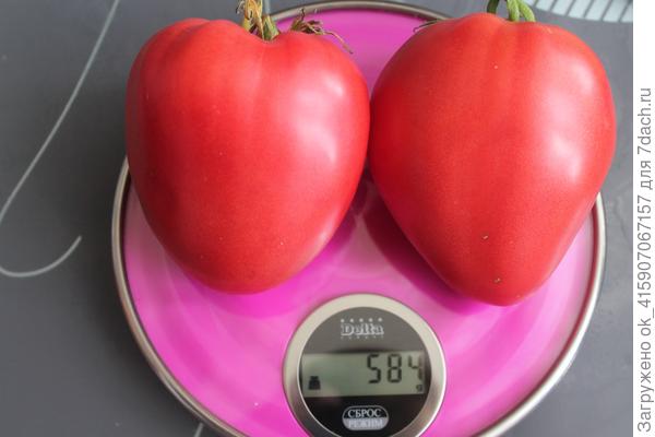 2 июля. Мишка косолапый