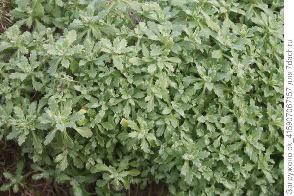 обриета бутоны набрала