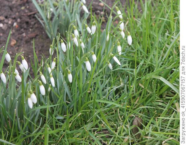 Подснежники или подтравники?