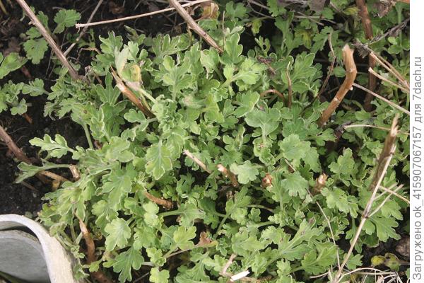 Хризантема закудрявилась