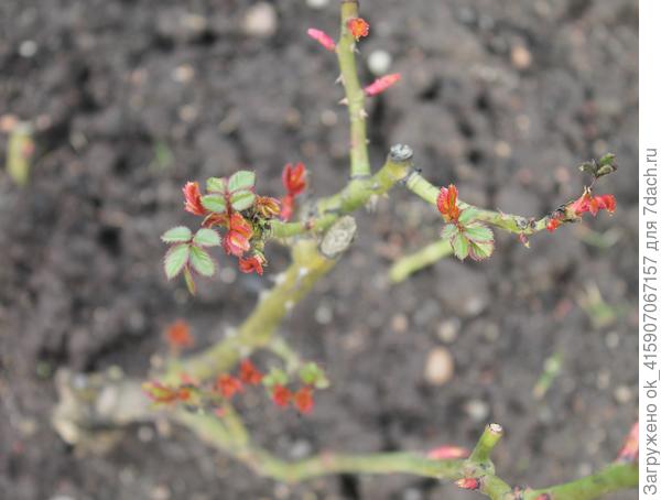 Розы не хотят больше спать