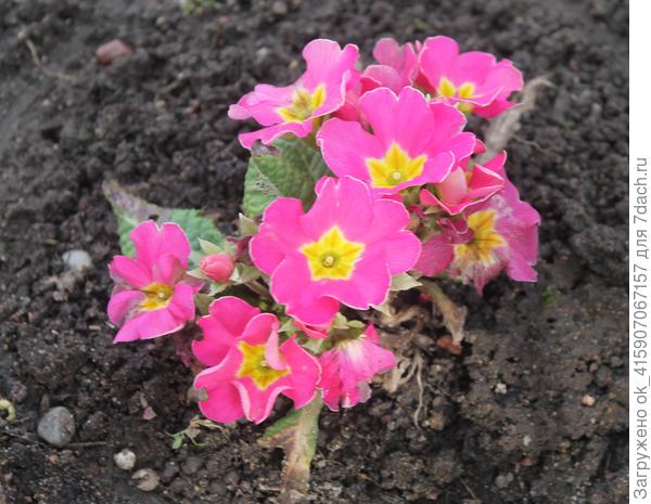 Ещё и листьев нет.