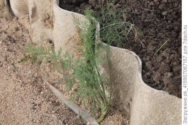 Укроп зимний