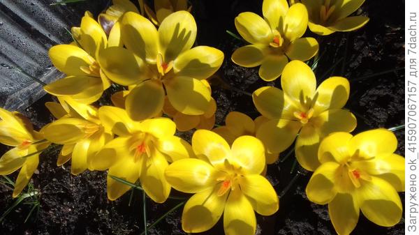 Дети февральского солнышка