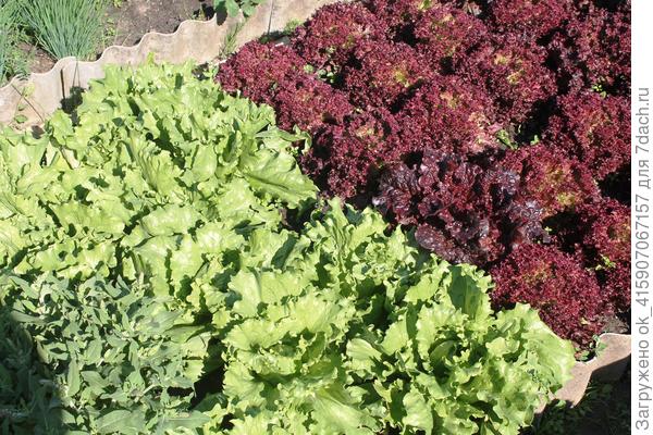 Середина мая