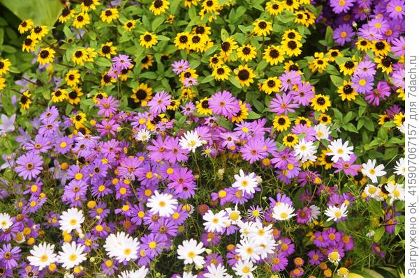 С брахикомой рядом.