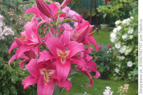 Компетишн. Цветок до 30 см.