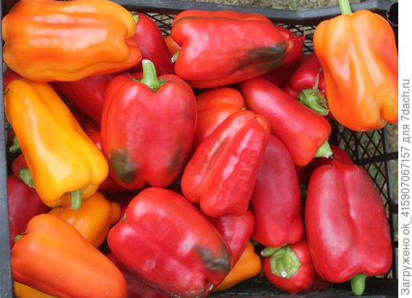 В теплице сняла зрелые три раза уже.