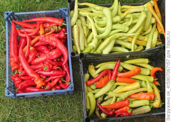 Острый перчик с обычной грядки под дугами.