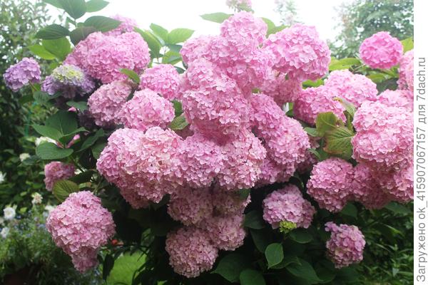 Бесконечное лето