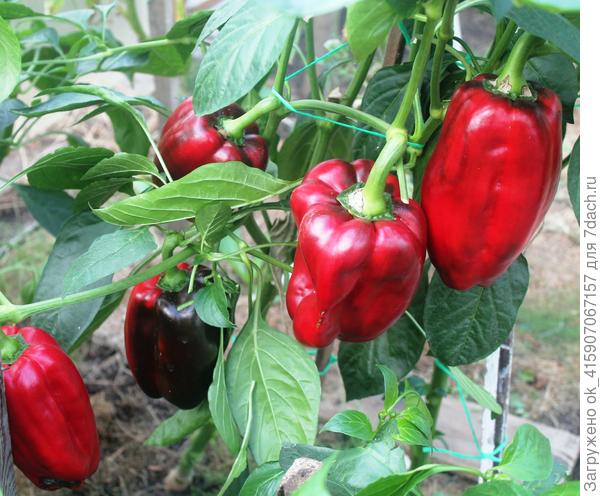 Наверное надо меньше сажать