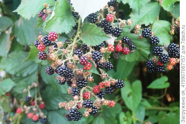 Ежевика, малина сбор через день, два.