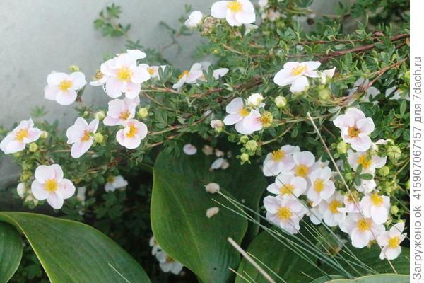 Лапчатка цветёт