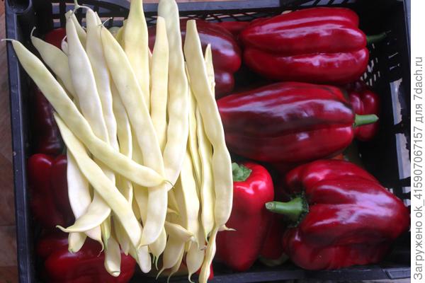 Урожай октября из теплицы.