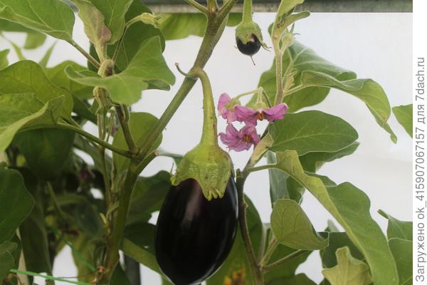 Баклажаны не знают что октябрь.