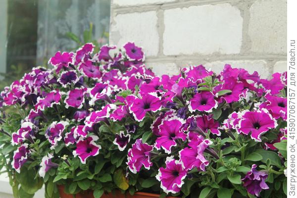 Петуния с мая цветёт. После обрезки