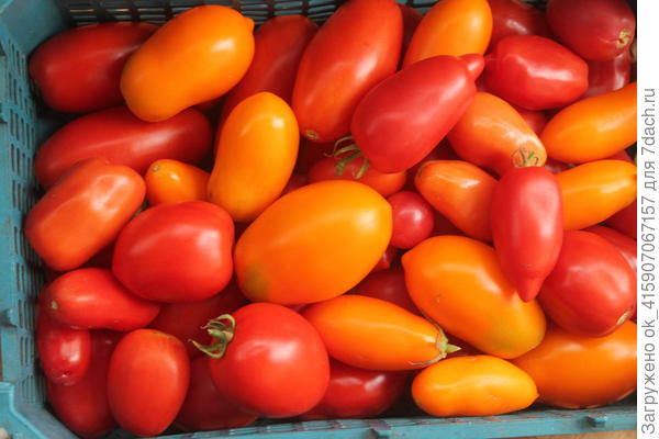 Эти вялить отправлю.