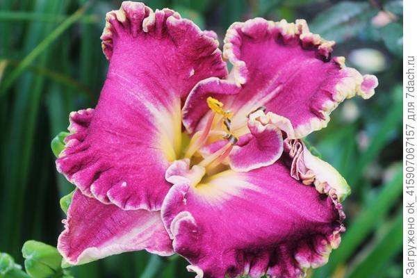 Лилейники не сдаются