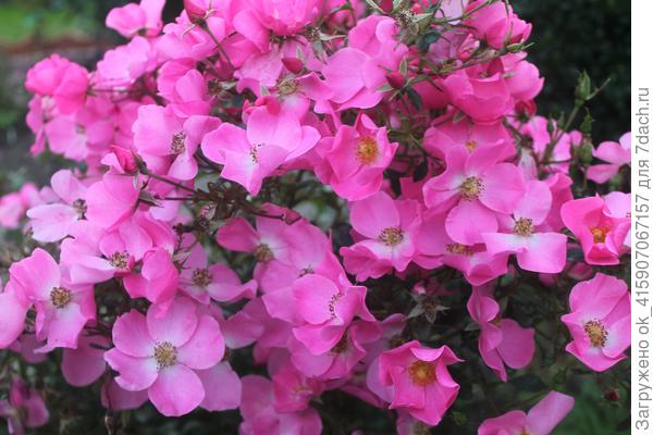 Розочка Фортуна