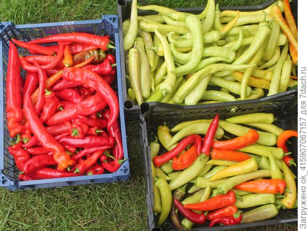 Острый перчик завалил урожаем.