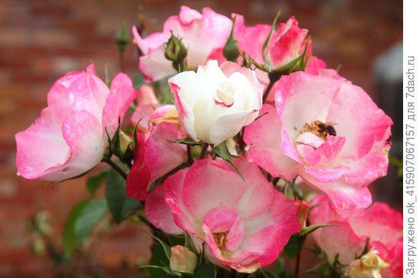 Розы доцветают