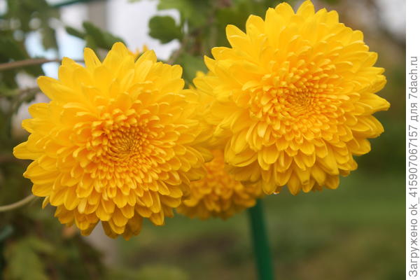 Без хризантем не осень