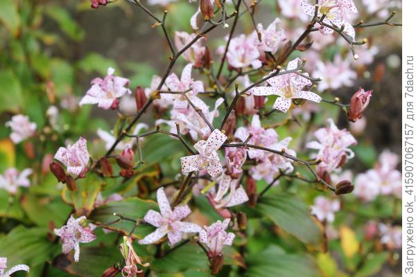 Трициртис с инопланетными цветочками.