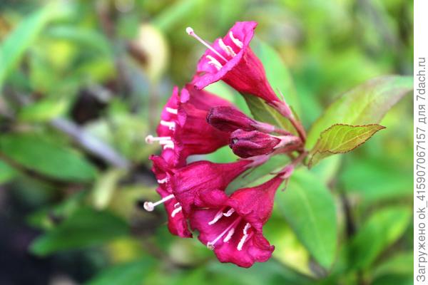 Вейгела цветёт.