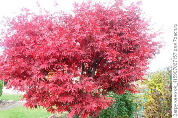 Клен веерный Атропурпуреум ещё ярче осенью