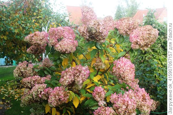 И такую люблю.