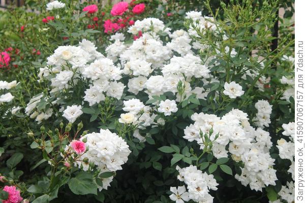 Кент. Чудесная розочка с обильным цветением