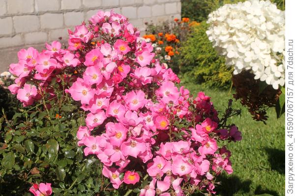 Молоденькая Фортуна