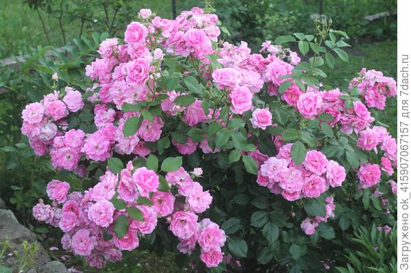 Morden Centennia. Канадская роза