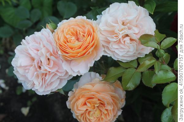 Не помню правильное имя розочки