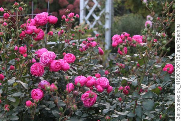 Помпонелла  осенью