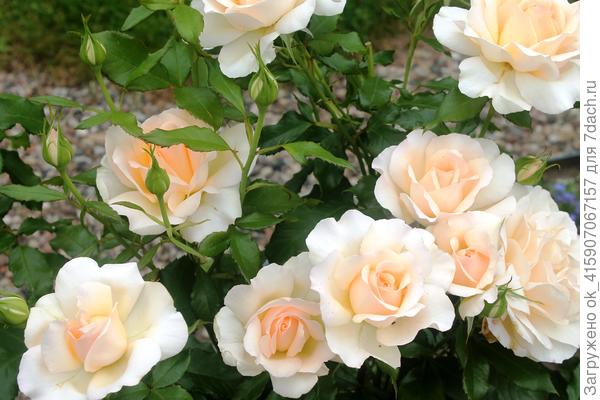 Ч/Г Чандос бьюти. Аромат очень сильный, приятный.